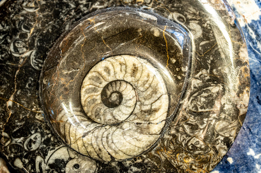 Fossils